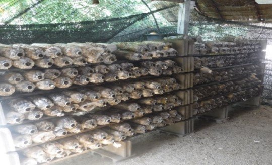 Chumphon Municipality2.jpg